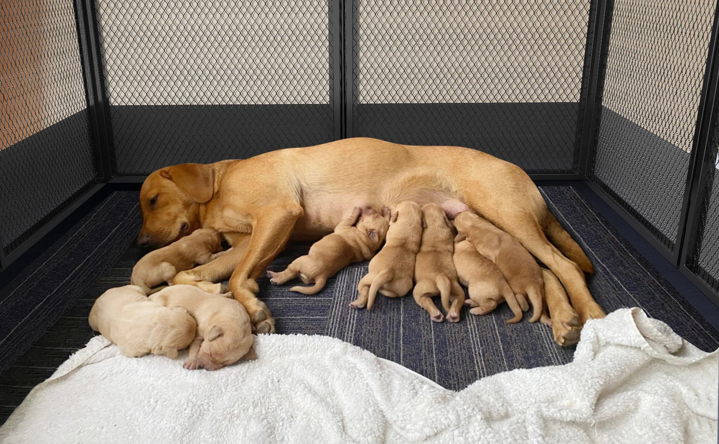 8 Panels, Heavy Duty Dog Playpen Outdoor Indoor Metal Fence,Waterproof Fertility Pad